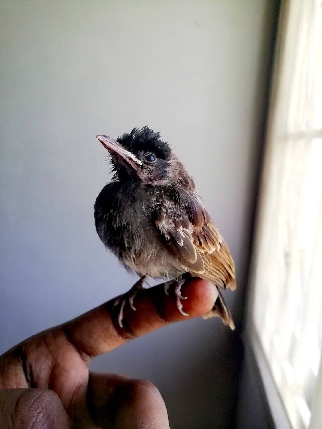 Photo #4561303