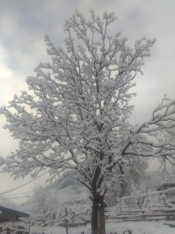 Photo #4561375