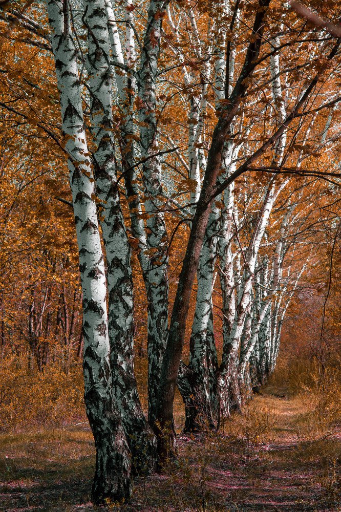 Photograph by Анна Вязникова
