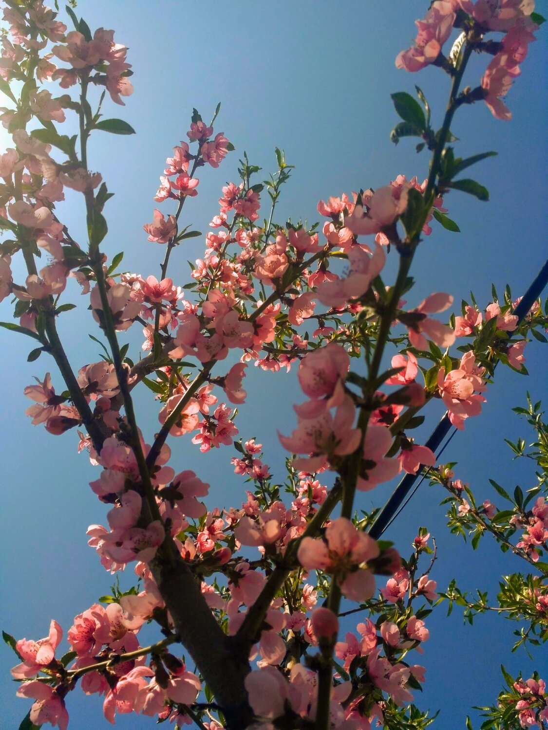 Photo #4562059