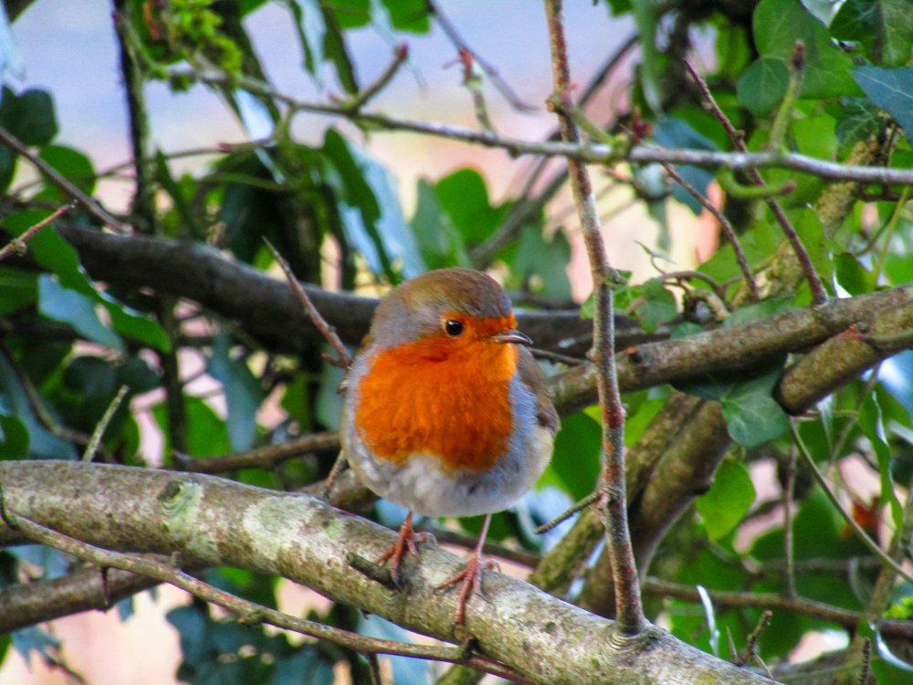 Angels are near when Robins appear