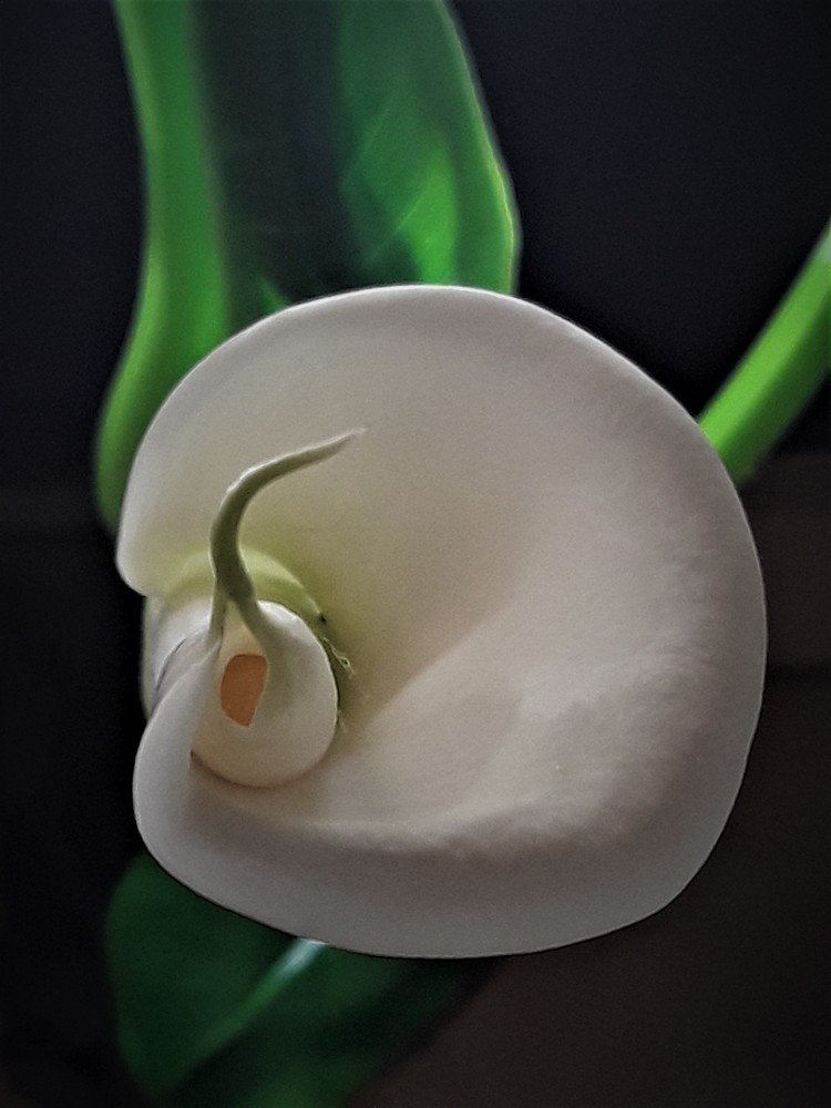 Photograph by Juan Jose Hernández . Reyna