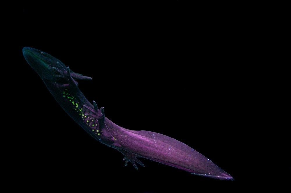Ambystoma sp. bajo luz UV