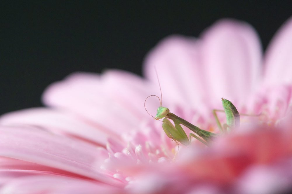 Photograph by Карина Воробьева