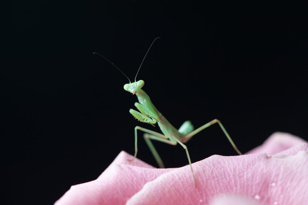 Photograph by Карина Воробьева