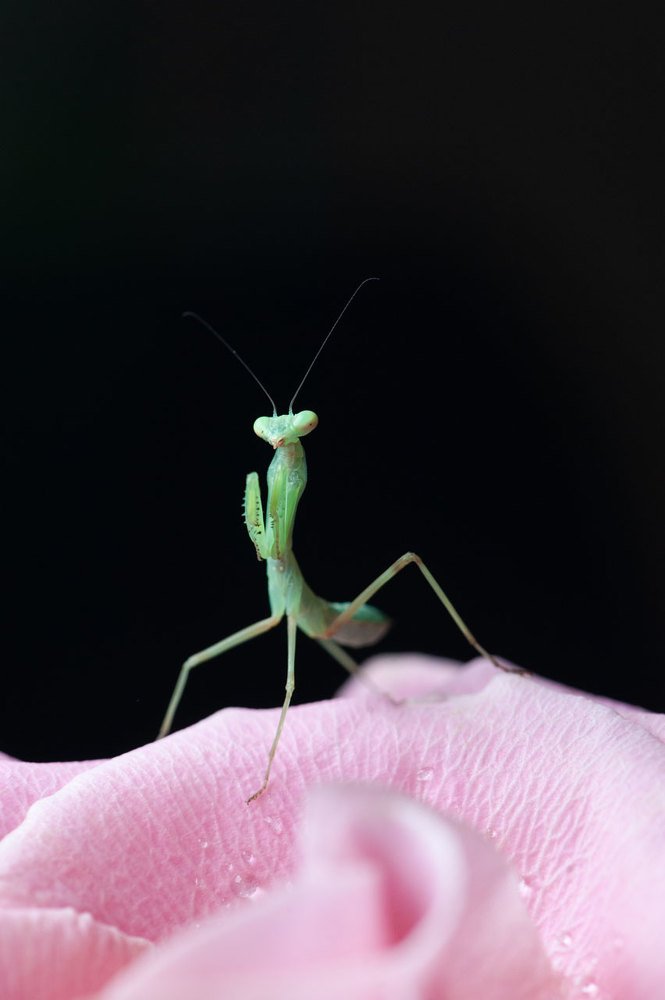 Photograph by Карина Воробьева