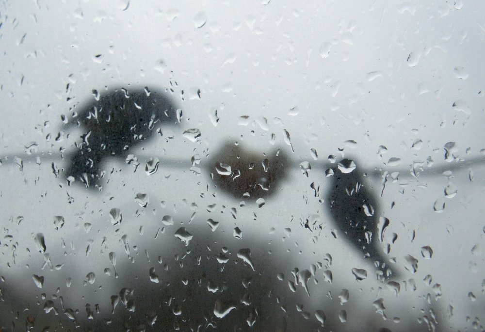 winter. rain. coldly. tits peck fat.