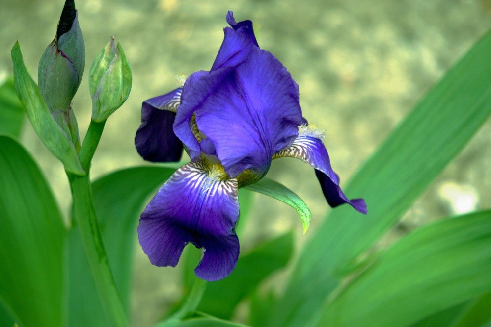 spring iris
