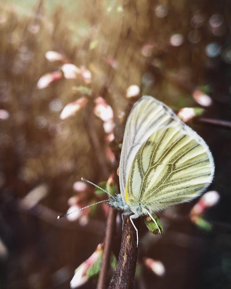 Photograph by Юлия Плаксина