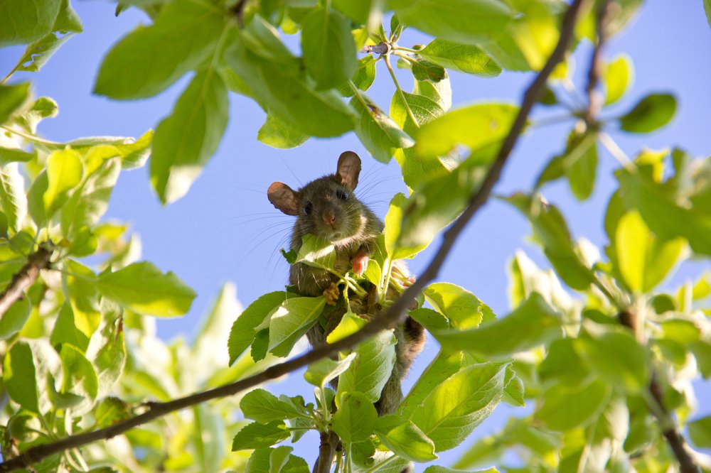 крыса на дереве