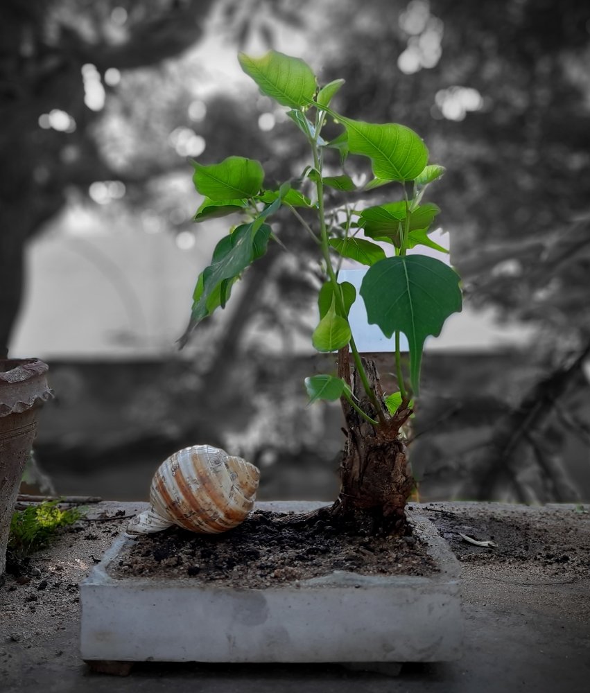 Little Bonsai