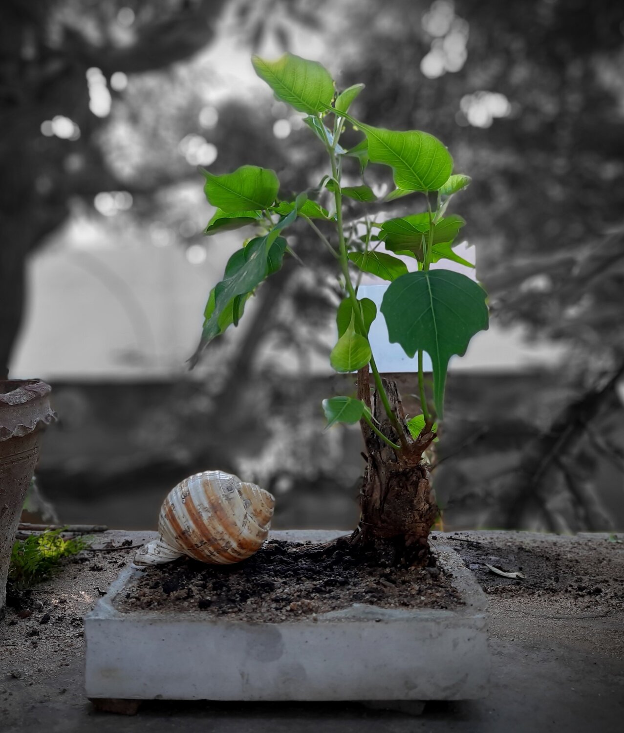 Little Bonsai