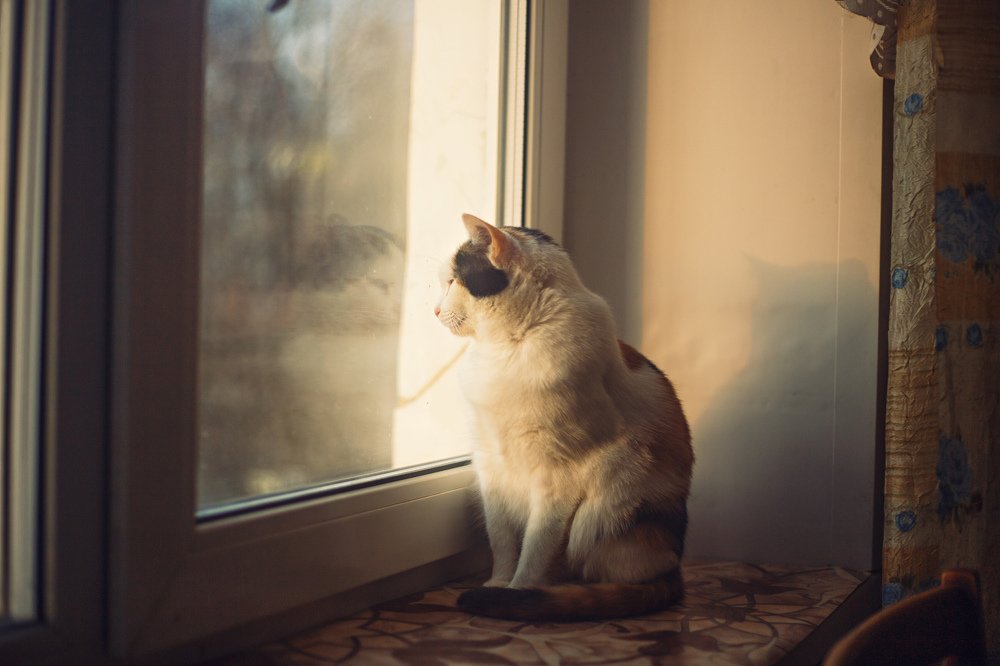 Фотография автора Надежда Саблина