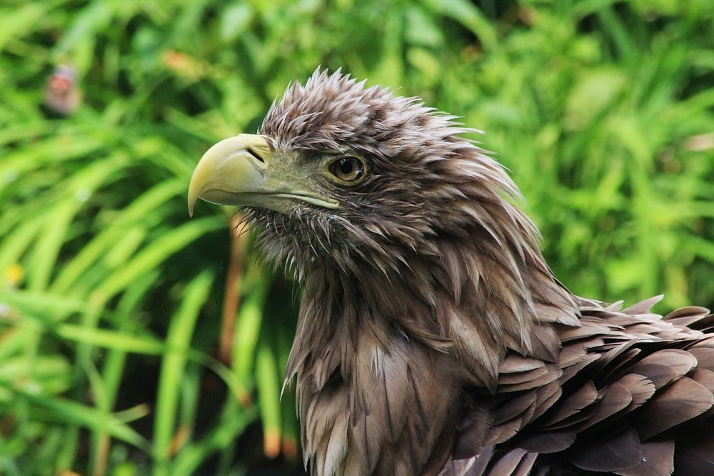 White-tailed eagle