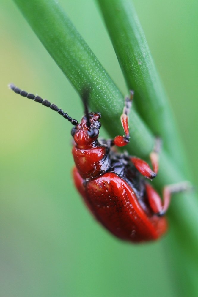 Bug
