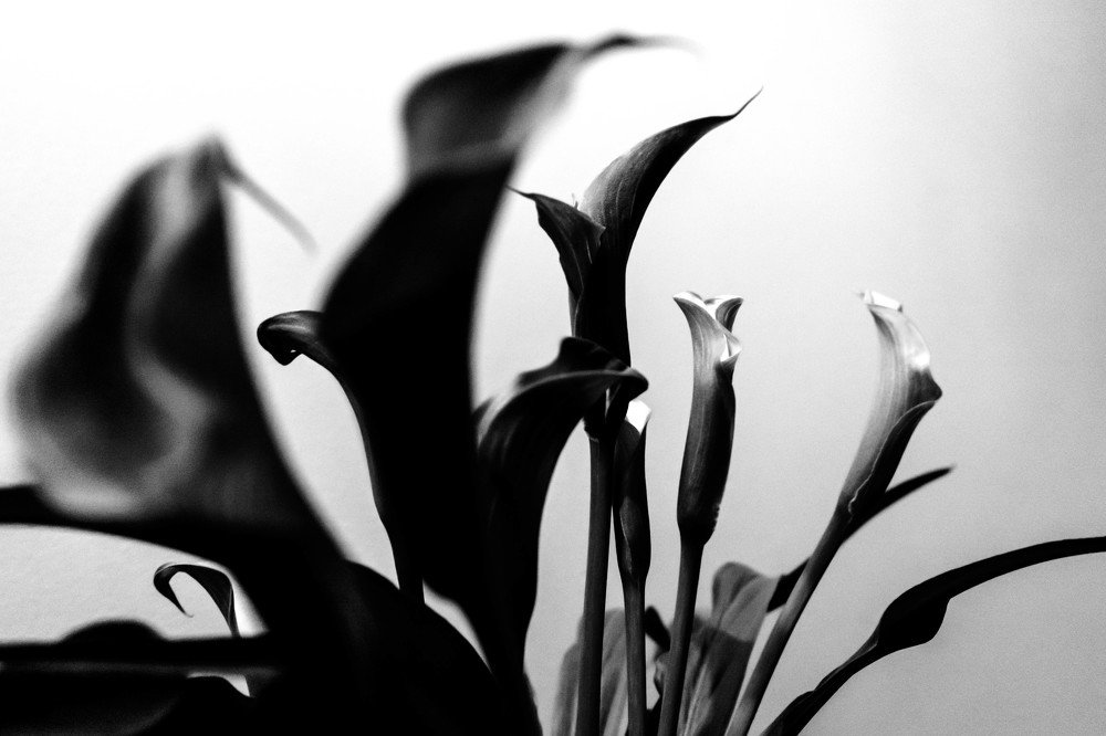 Photograph by Aurelie Crisetig