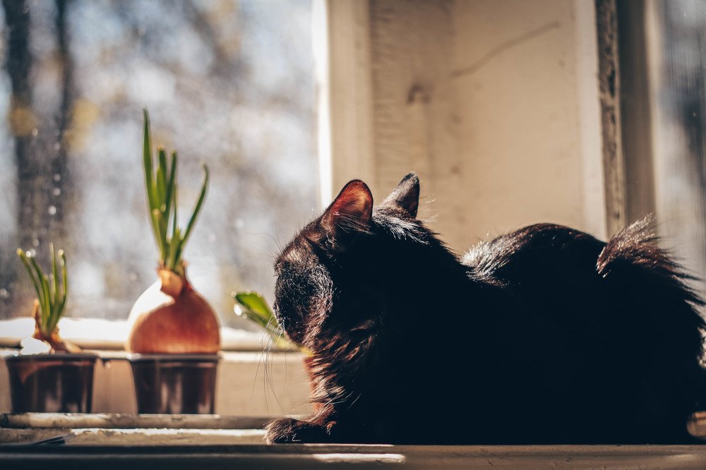 Пожизненная изоляция