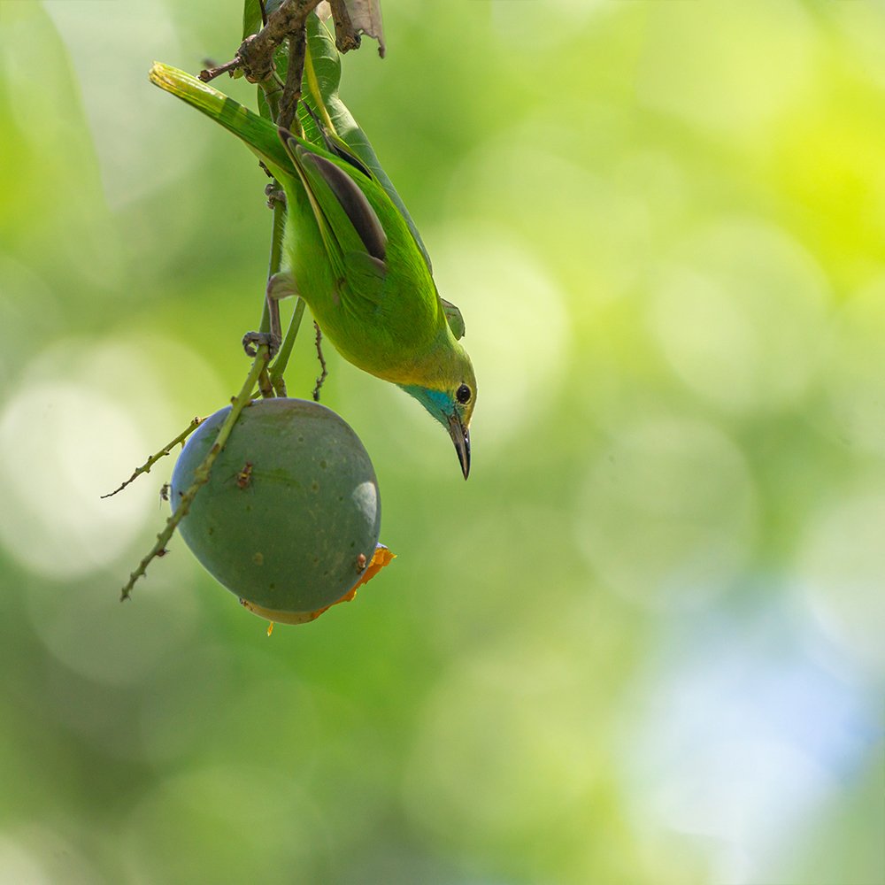 Photograph by Kushan Madushanka Sonnadara