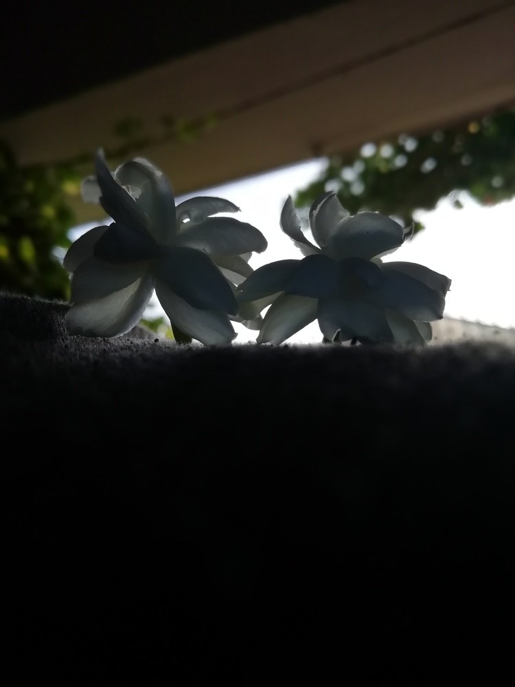 Photo #4564243