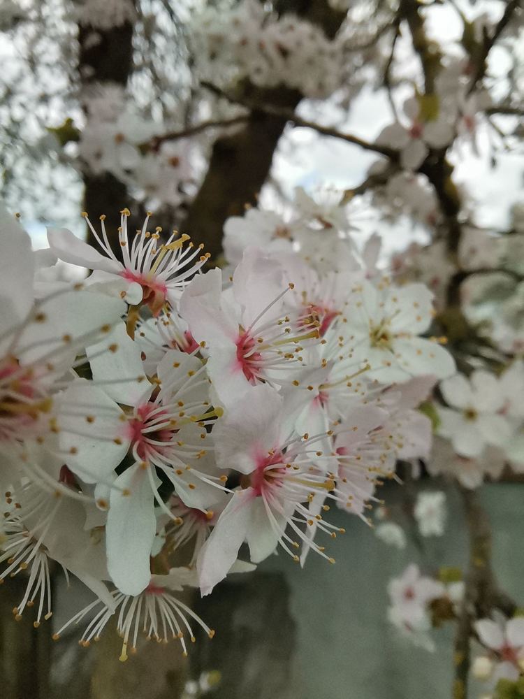 Цветут сады