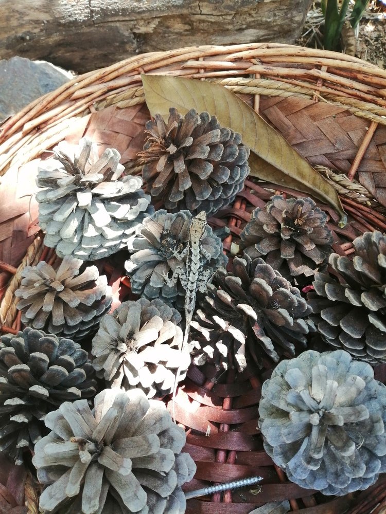 Photo #4564749