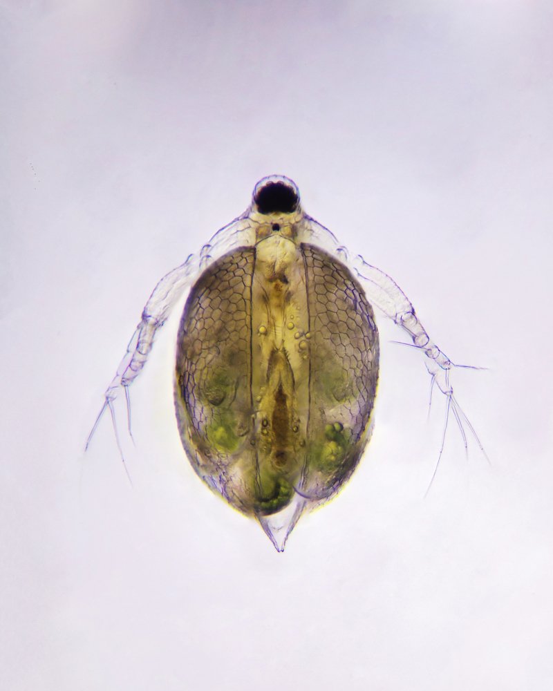 Ceriodaphnia