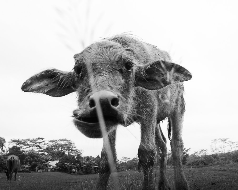 Photograph by Fauzan Ojan