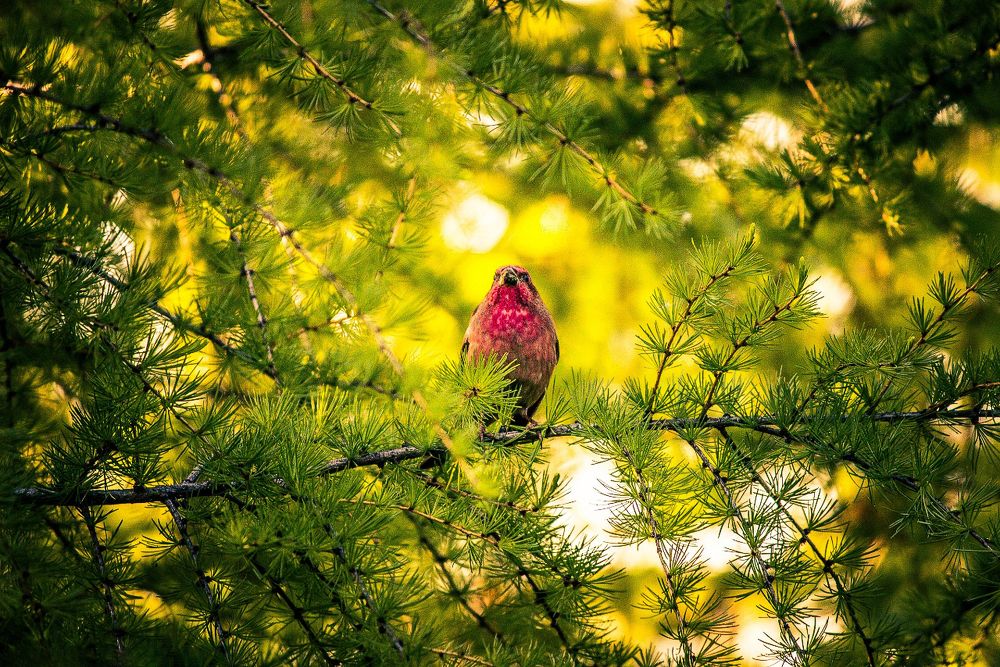 Позирующий дятел