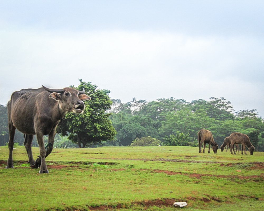 Photograph by Fauzan Ojan