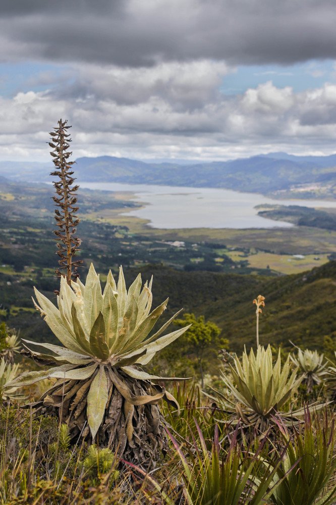 Frailejones jovenes
