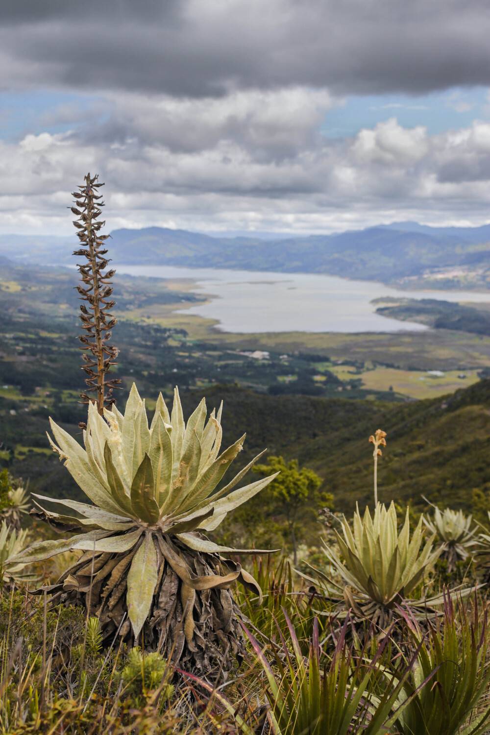 Frailejones jovenes