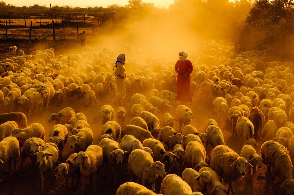Art photo: Girls are raising more than 1000 sheep (Viet Nam)
