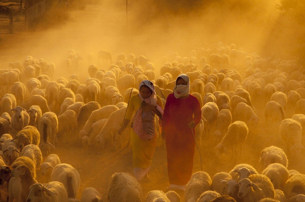 Art photo: Girls are raising more than 1000 sheep (Viet Nam)