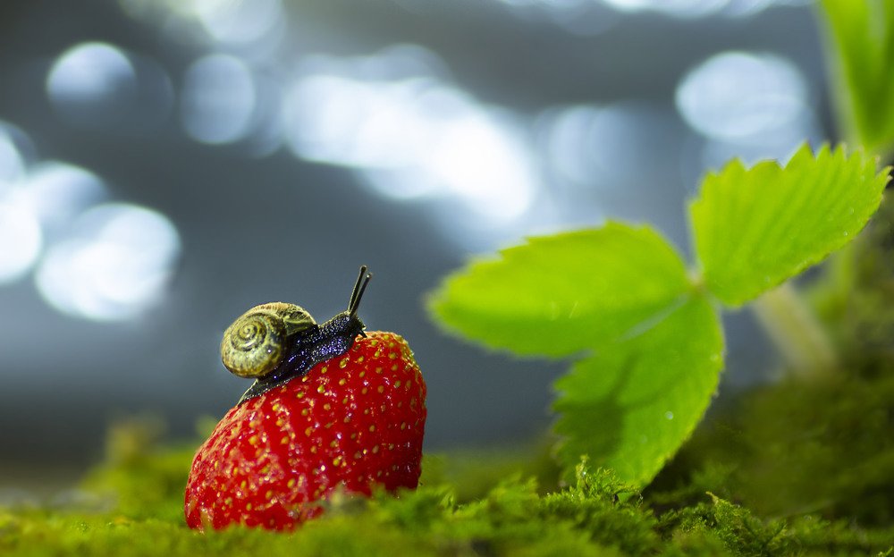Фотография автора Ольга Лебедева