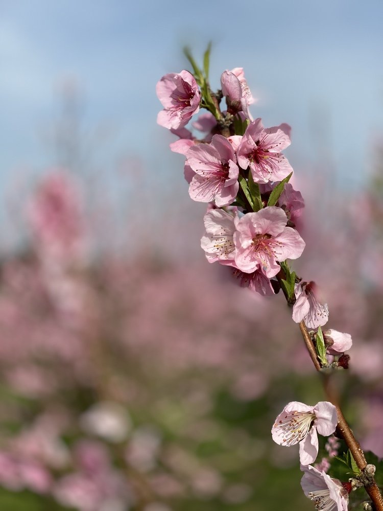 Photograph by Olga Pereira