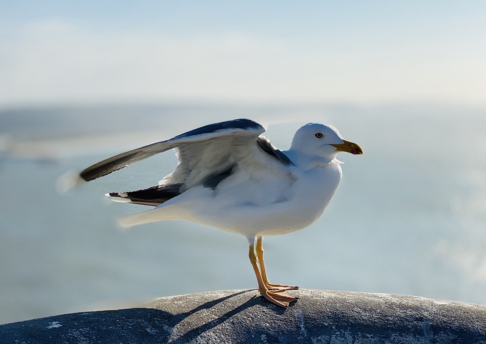 Photograph by Olga Pereira