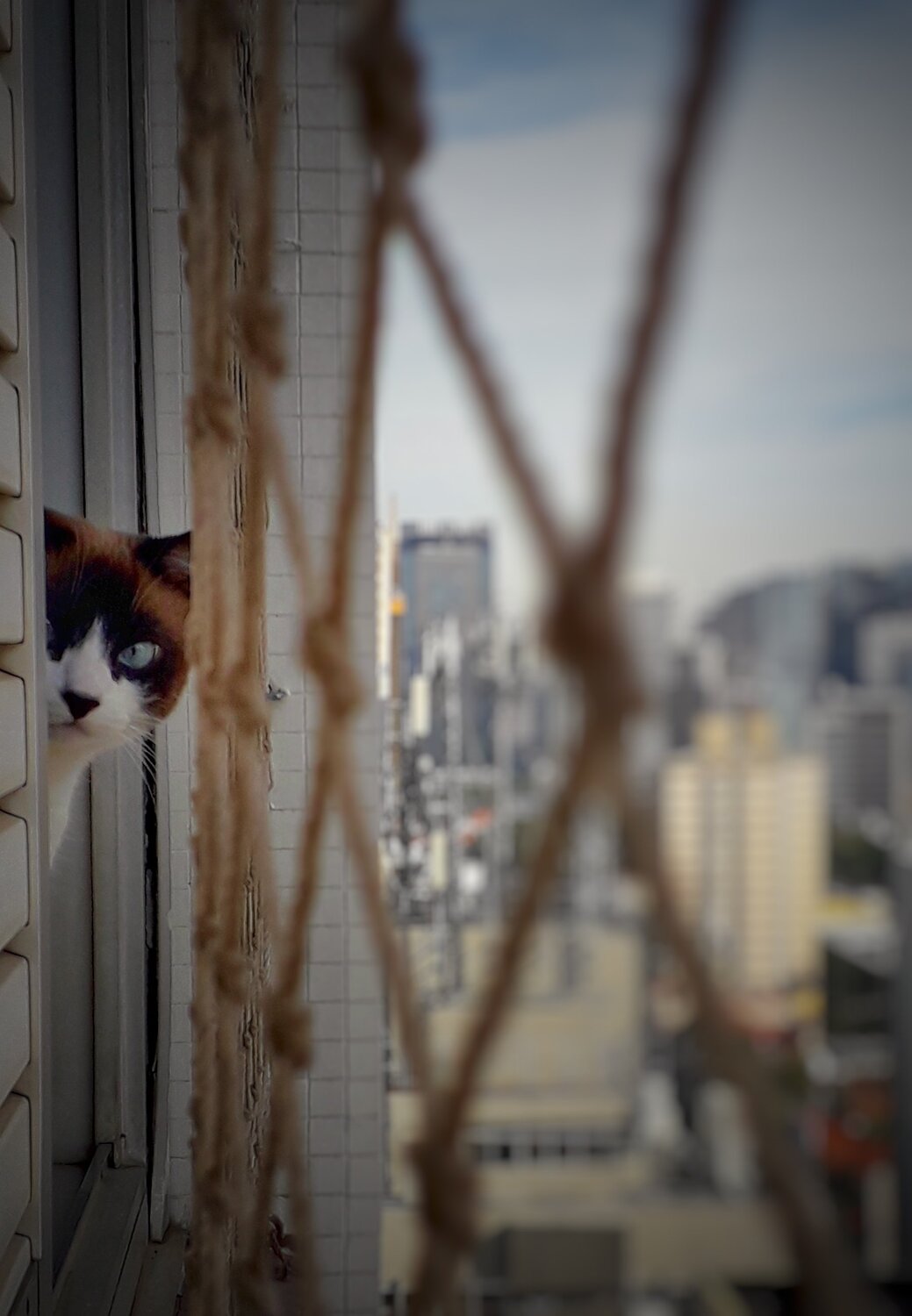 Photo #4565848