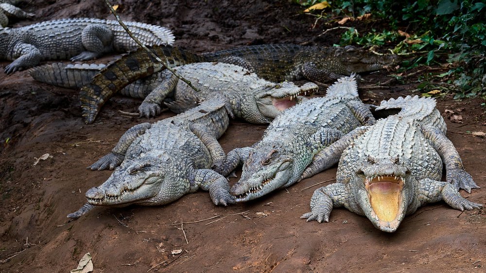 Крокодилы