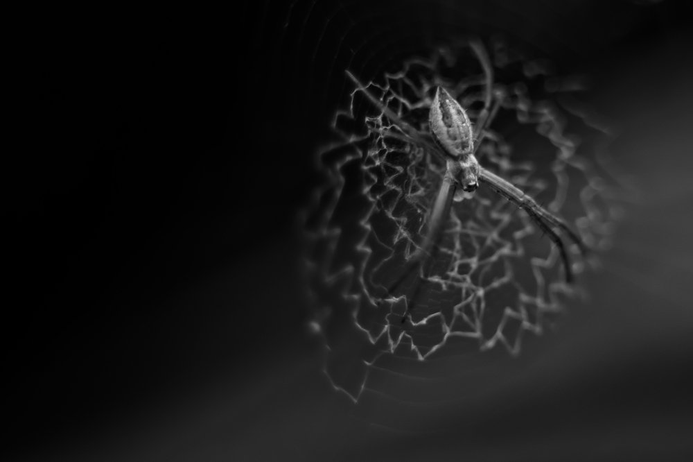 Photograph by  Pedro