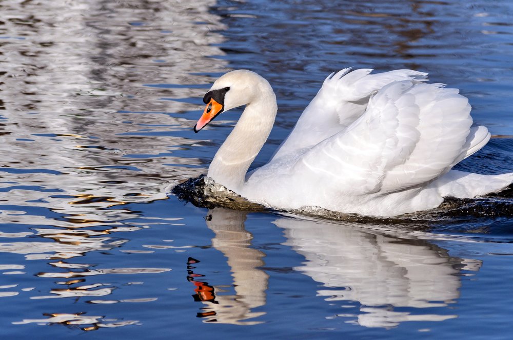 Вечером на пруду...