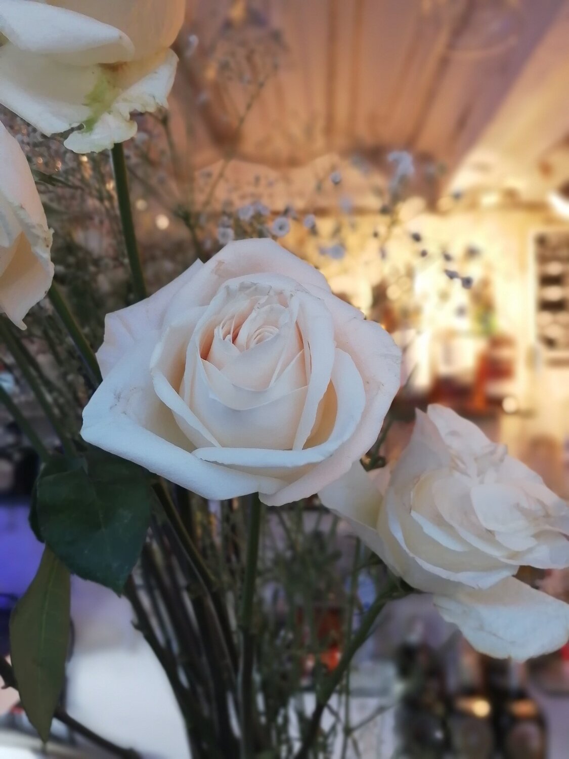 Photo #4566084