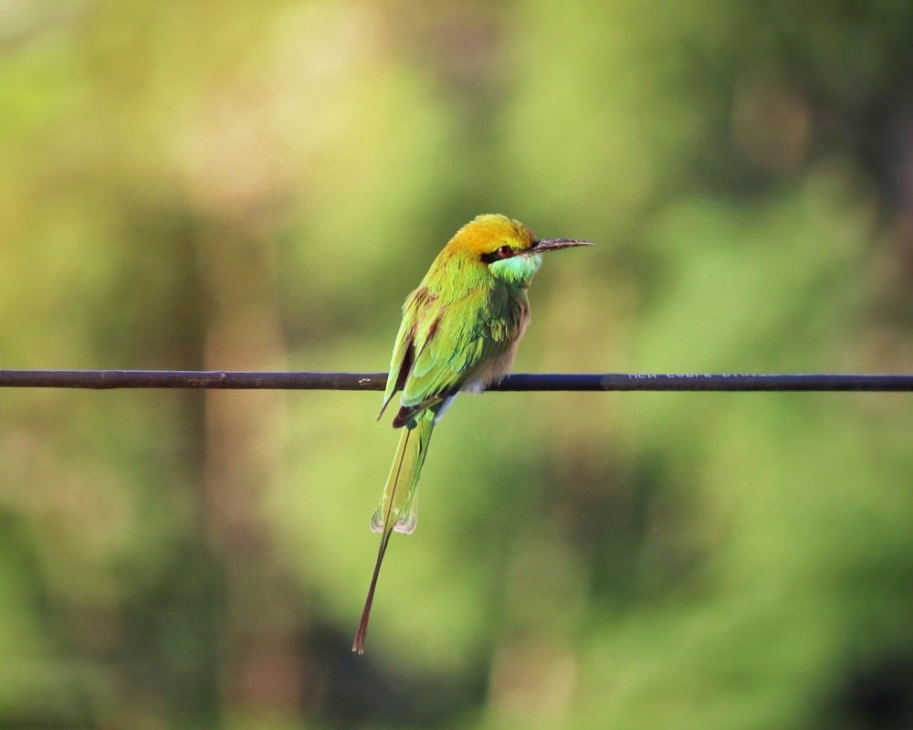 Photograph by Ashish Goyal