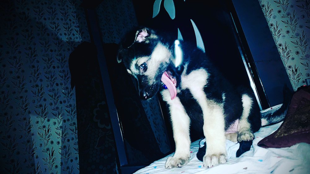 Photograph by Mustafa Razmmal