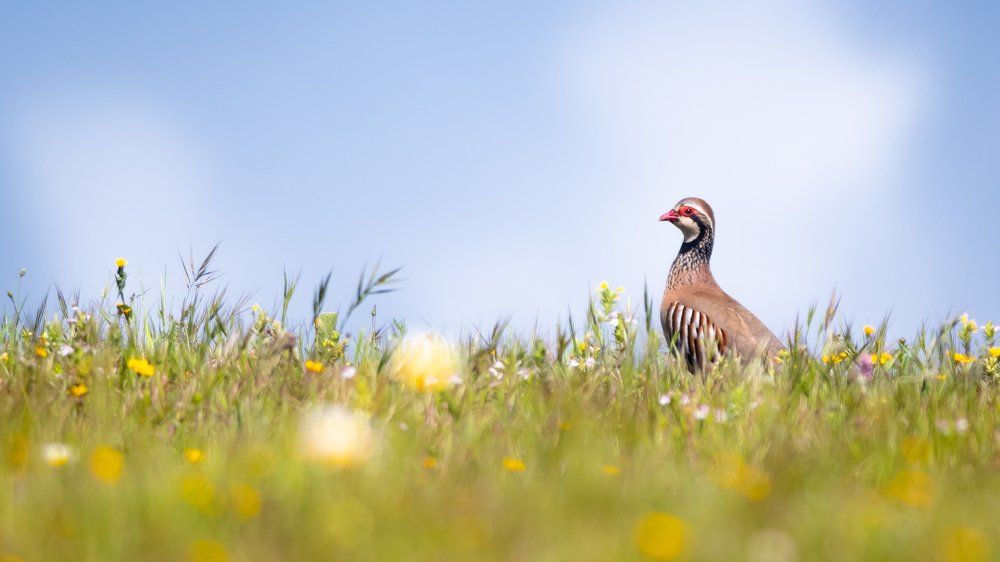 Patrige on the horizon