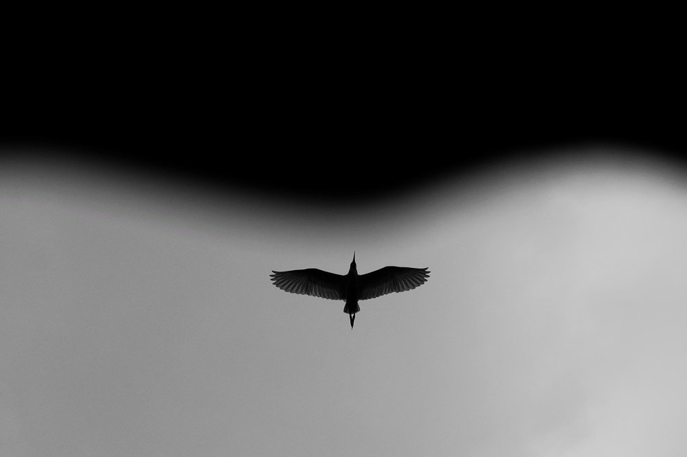 Photograph by Ha-Mim Brinto Syed Asir