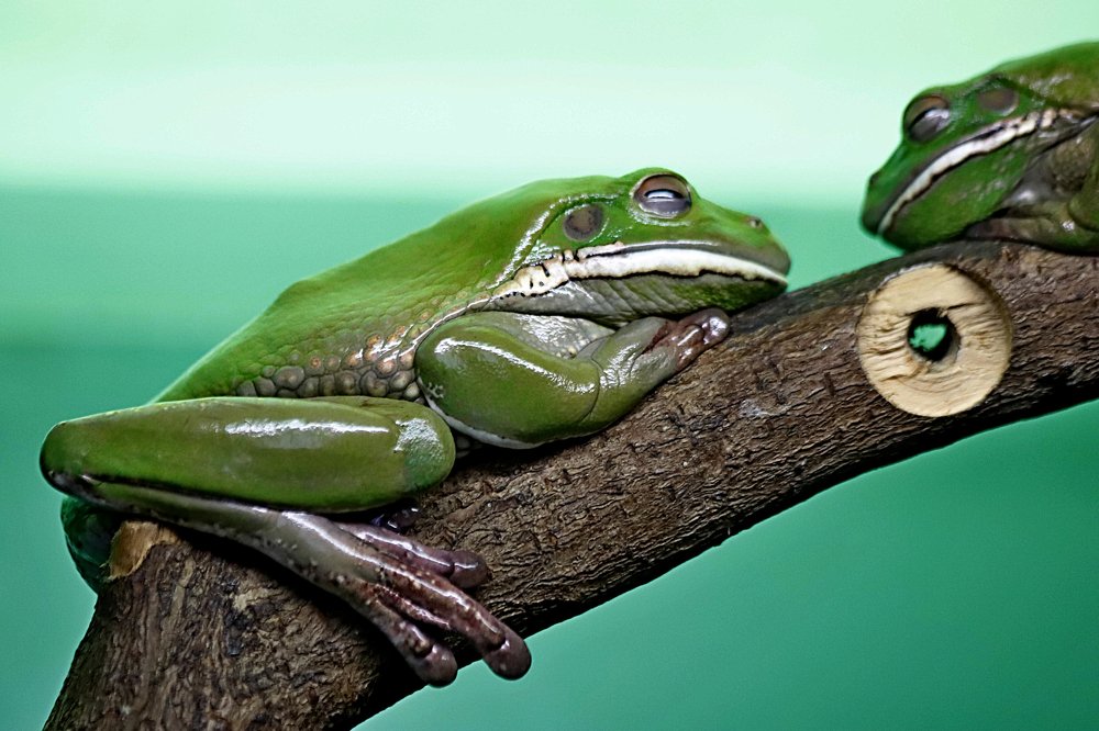 Photograph by Николай Диордиев