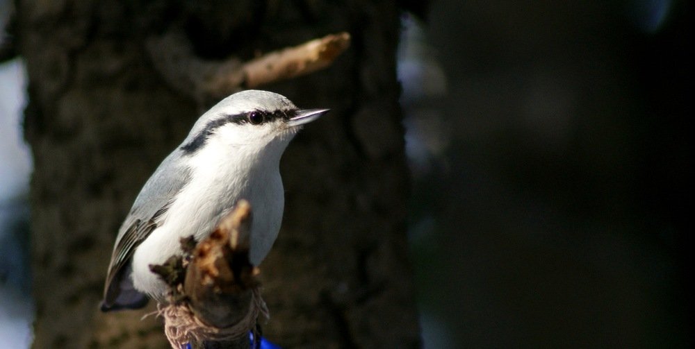 Нблюдатель