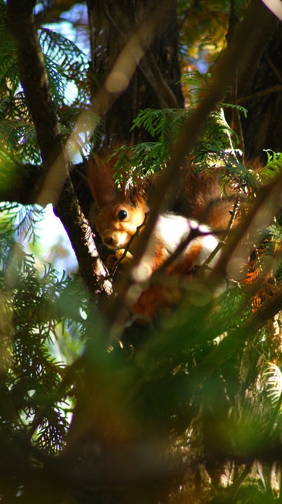 Лесной житель