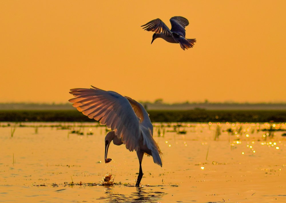 Egret with Catch