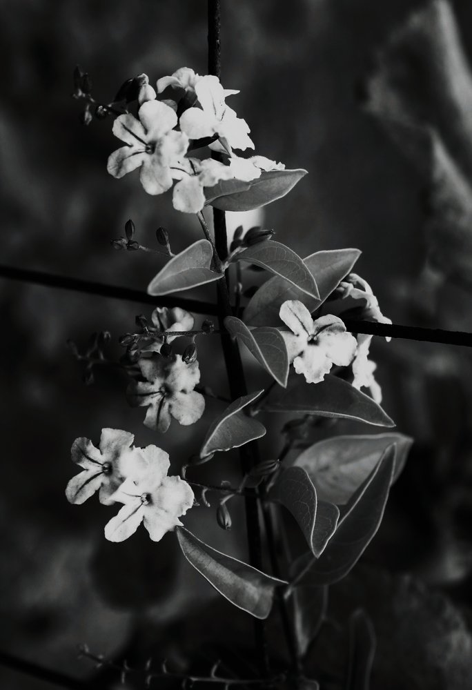 Kuhle flower